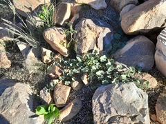 Cucumis sagittatus (Cucumis sagittatus)