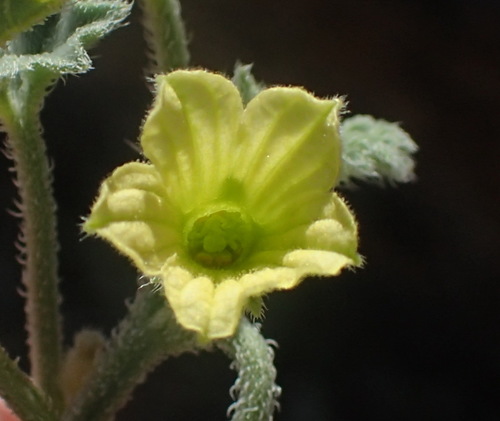 Cucumis sagittatus (Cucumis sagittatus)