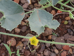 Cucumis sagittatus (Cucumis sagittatus)