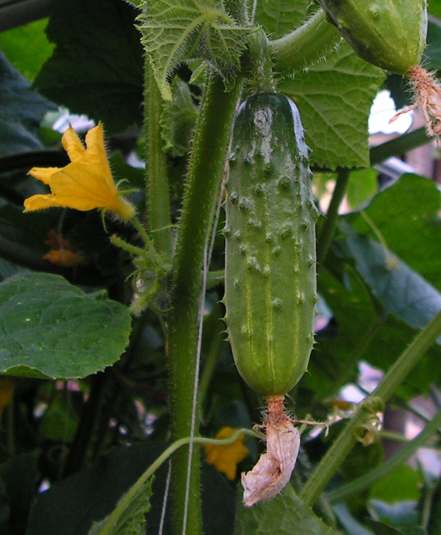 Garden cucumber: The fruit of Cucumis sativus . Moscow region, Russia.