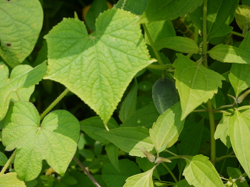 Garden cucumber (Cucumis sativus)