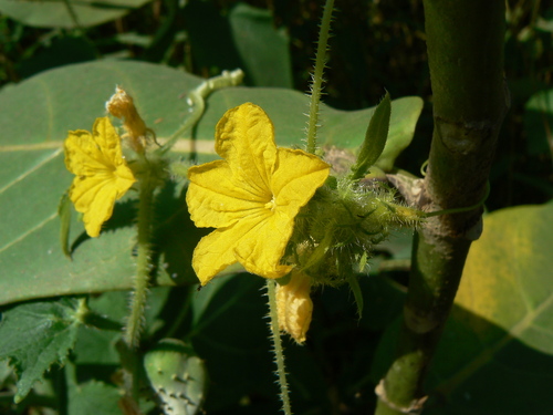 Garden cucumber (Cucumis sativus)