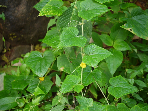 Garden cucumber (Cucumis sativus)