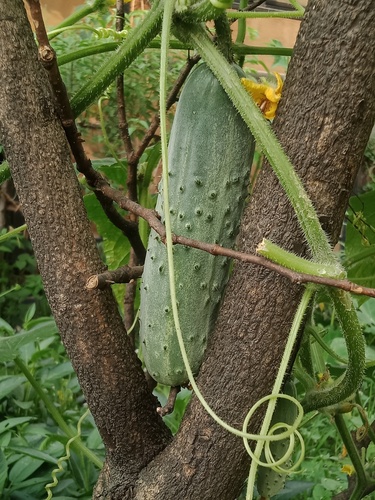 Garden cucumber (Cucumis sativus)