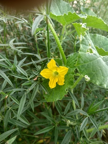 Garden cucumber (Cucumis sativus)