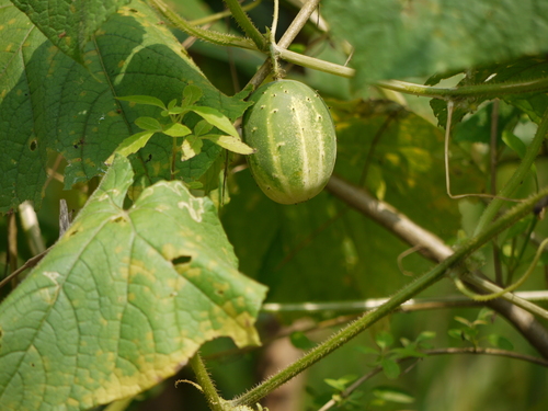 Garden cucumber (Cucumis sativus)