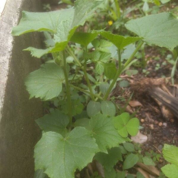 Garden cucumber (Cucumis sativus)