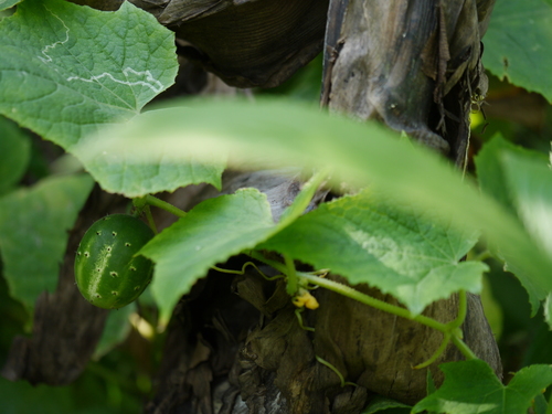 Garden cucumber (Cucumis sativus)