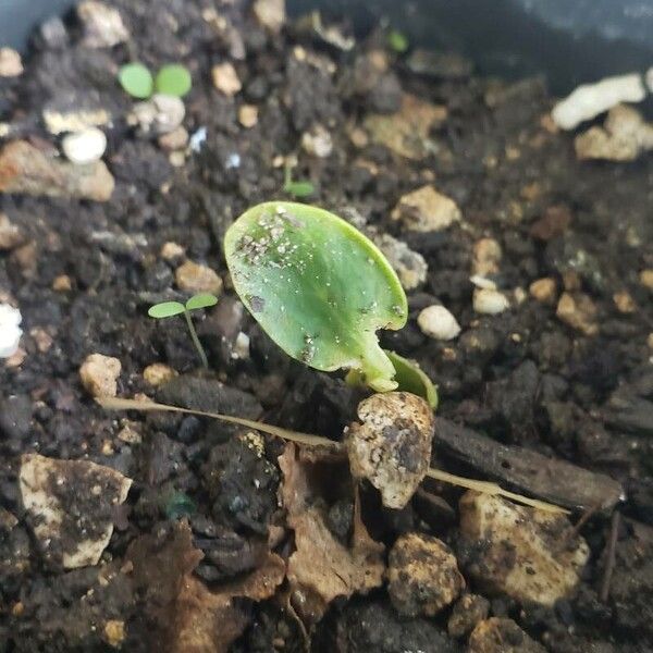 Garden cucumber (Cucumis sativus)