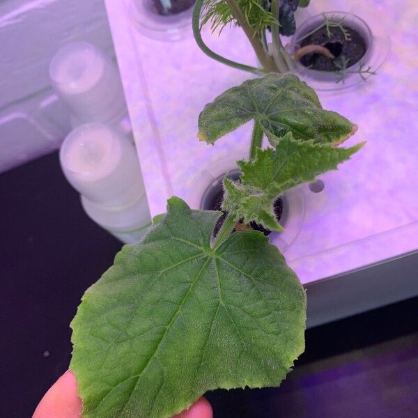 Garden cucumber (Cucumis sativus)