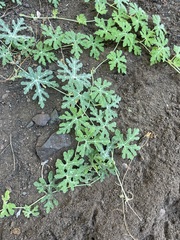 Cucurbita cordata (Cucurbita cordata)