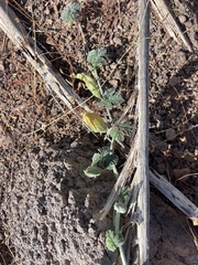 Cucurbita cordata (Cucurbita cordata)