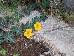 Cucurbita cordata (Cucurbita cordata)