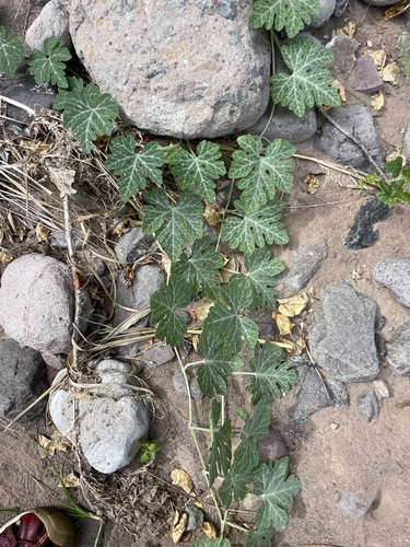 Cucurbita cordata (Cucurbita cordata)