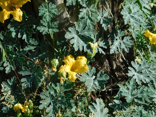 Cucurbita cordata (Cucurbita cordata)