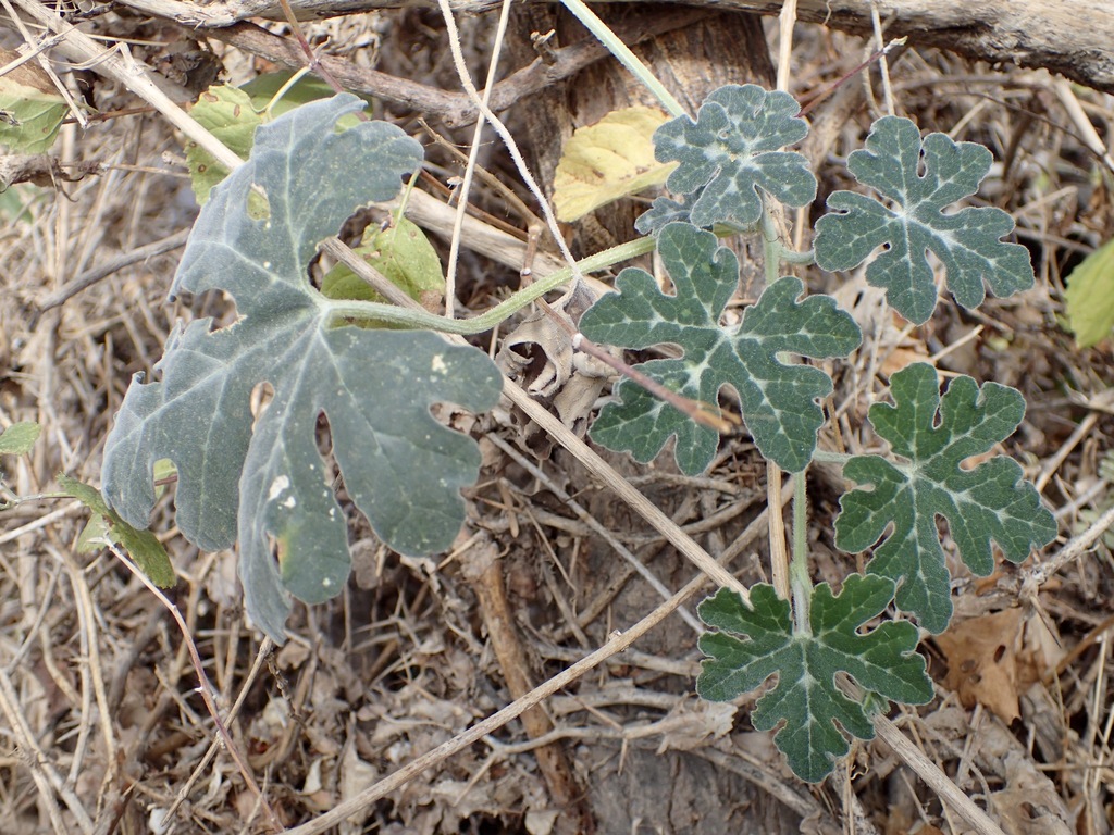 Cucurbita cordata (Cucurbita cordata)