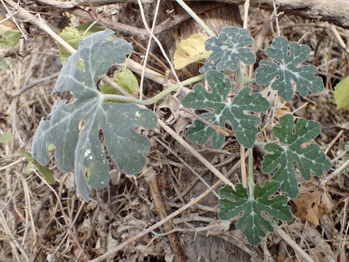 Cucurbita cordata (Cucurbita cordata)