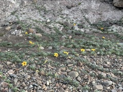 Cucurbita cordata (Cucurbita cordata)