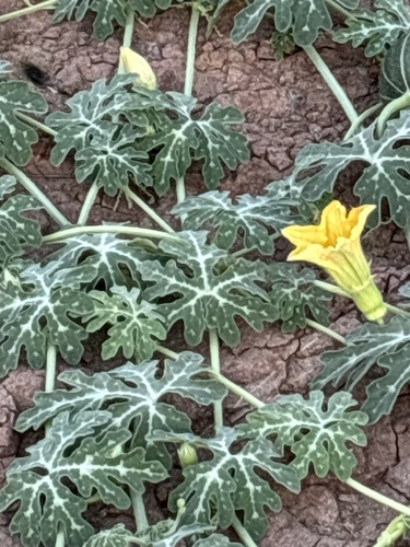 Cucurbita cordata (Cucurbita cordata)