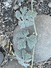 Cucurbita cordata (Cucurbita cordata)