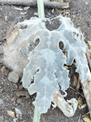 Cucurbita cordata (Cucurbita cordata)
