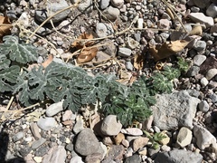 Cucurbita cordata (Cucurbita cordata)