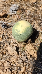 Cucurbita cordata (Cucurbita cordata)