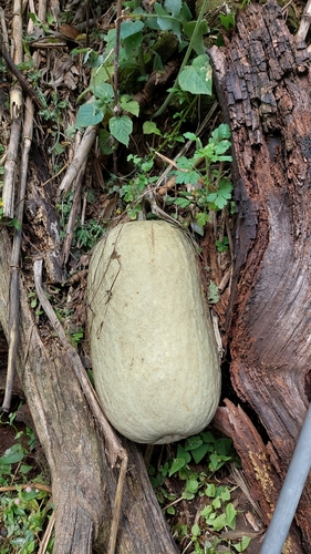Figleaf gourd (Cucurbita ficifolia)