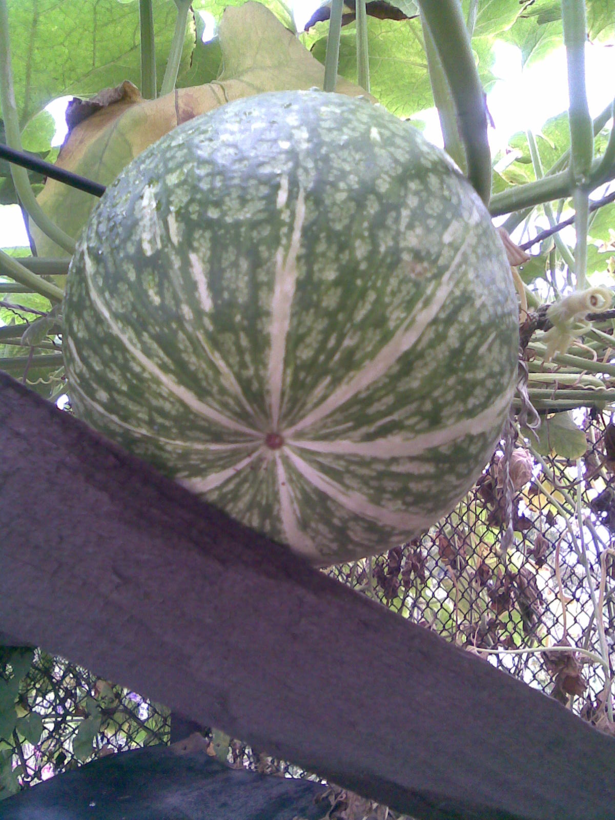 Figleaf gourd: Figleaf gourd or chilacayote (Cucurbita ficifolia) in Lónyaytelep, Transylvania.