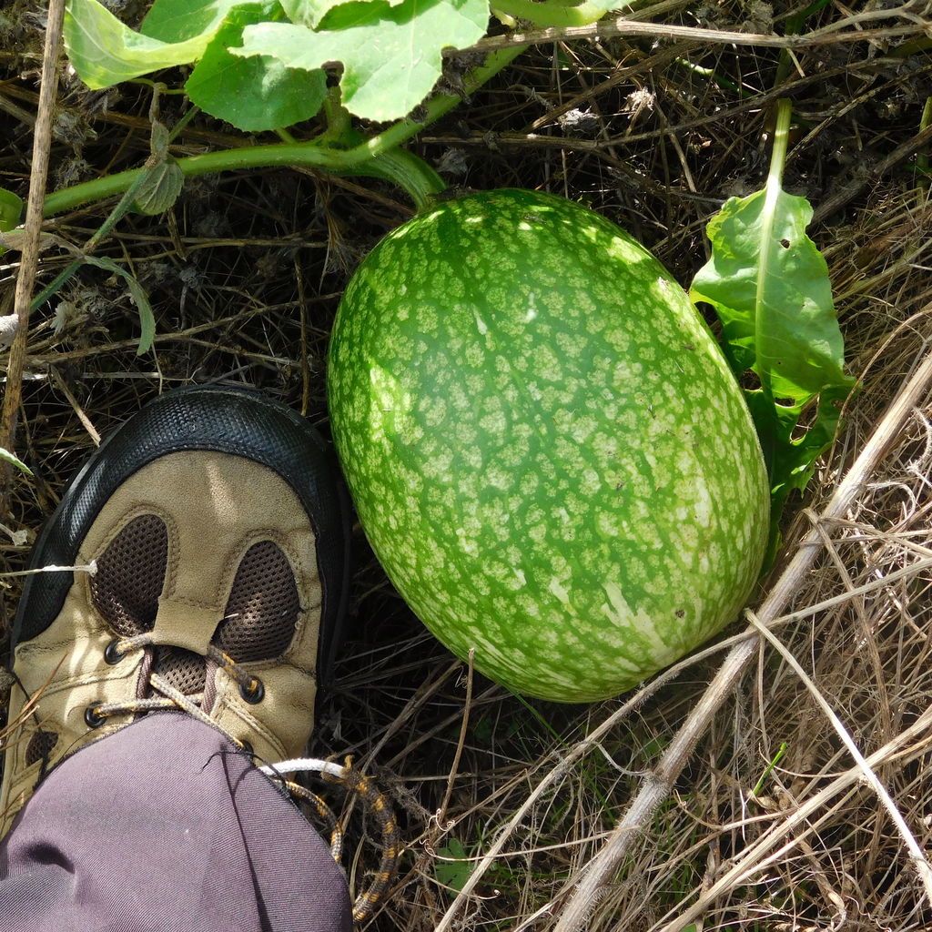 Figleaf gourd (Cucurbita ficifolia)
