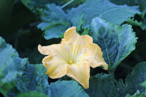 Figleaf gourd (Cucurbita ficifolia)