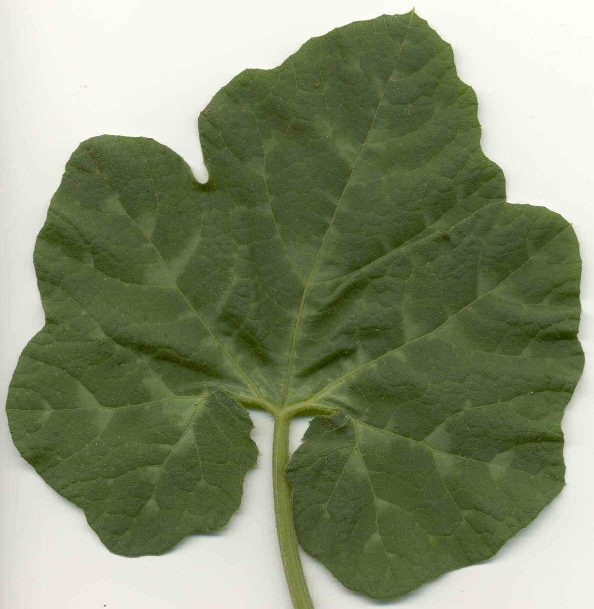 Figleaf gourd: Escaneada