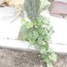 Figleaf gourd (Cucurbita ficifolia)