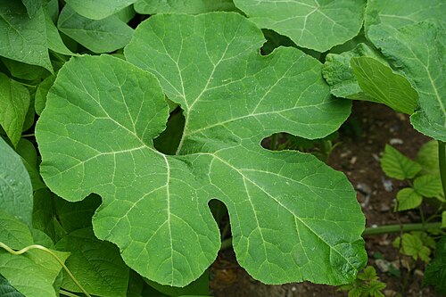 Figleaf gourd: Feuille de courge de Siam