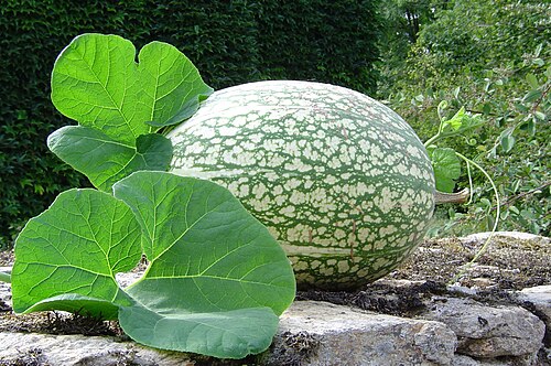 Figleaf gourd (Cucurbita ficifolia)