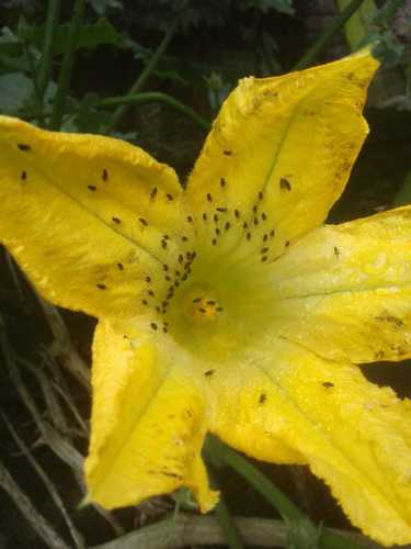 Figleaf gourd (Cucurbita ficifolia)