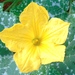 Figleaf gourd (Cucurbita ficifolia)