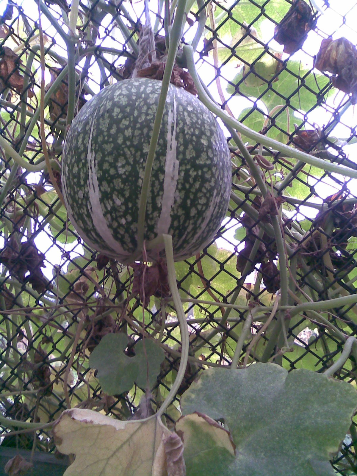 Figleaf gourd: Figleaf gourd or chilacayote (Cucurbita ficifolia) in Lónyaytelep, Transylvania.