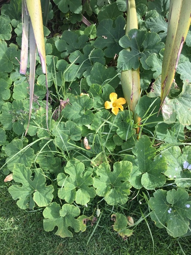 Figleaf gourd (Cucurbita ficifolia)