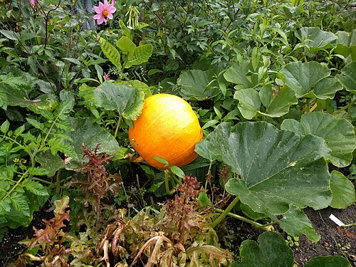 Winter squash: Cucurbita maxima, Hortus botanicus Leiden, Netherlands