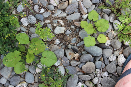 Winter squash (Cucurbita maxima)