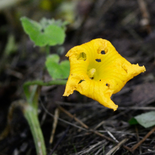 Winter squash (Cucurbita maxima)