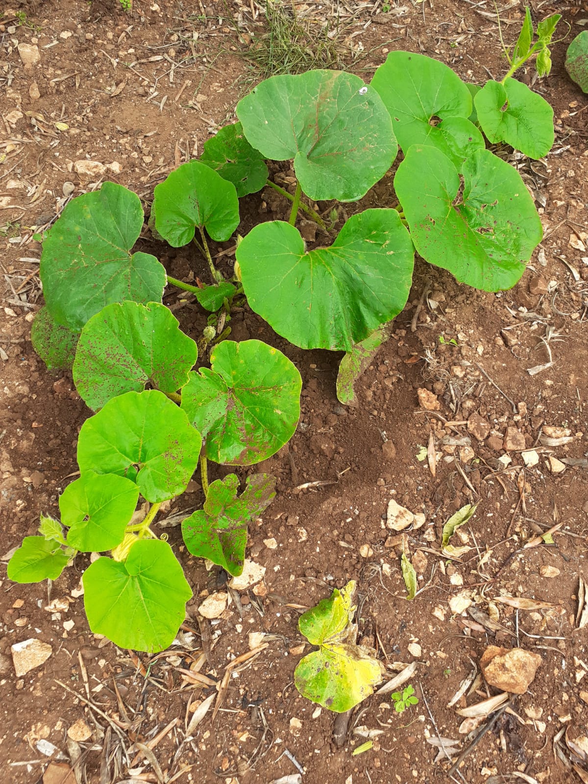 Winter squash: Thsi picture represents a Cucurbita maxima plant.