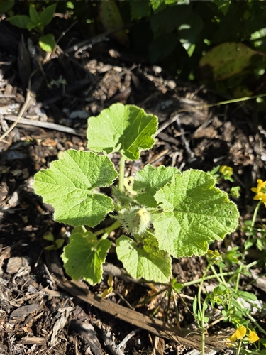 Winter squash (Cucurbita maxima)