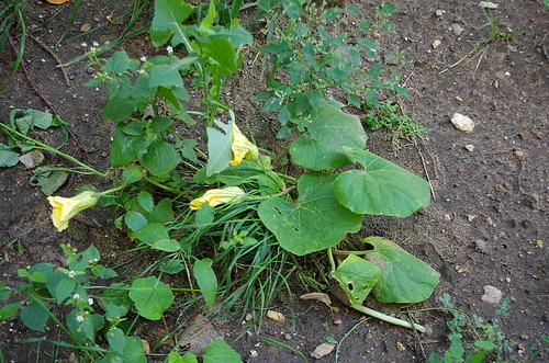 Winter squash (Cucurbita maxima)