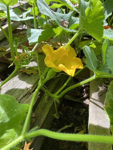 Winter squash (Cucurbita maxima)