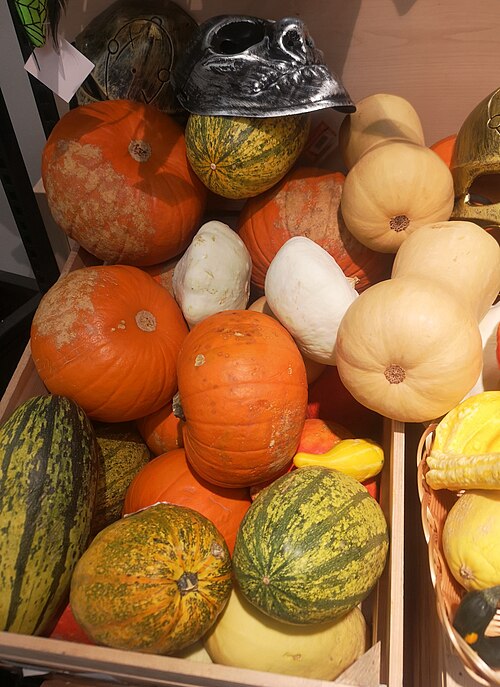 Winter squash: Cucurbita