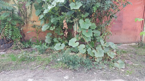 Winter squash (Cucurbita maxima)