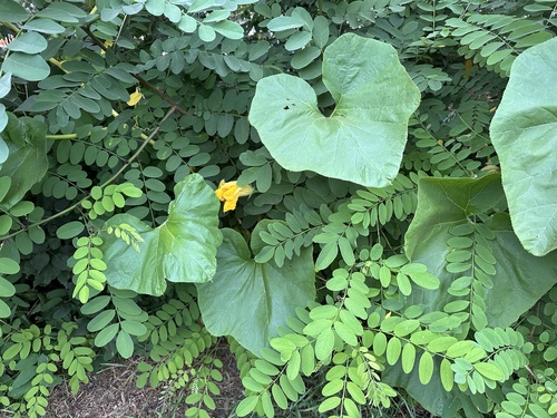 Winter squash (Cucurbita maxima)