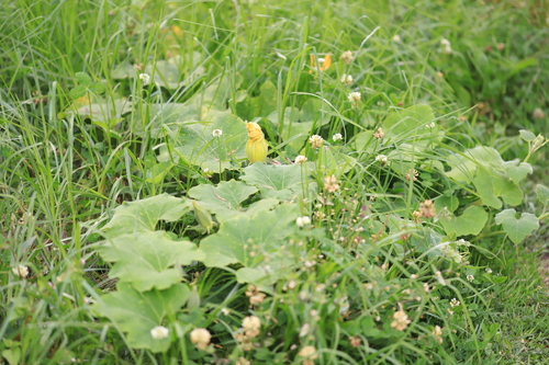 Winter squash (Cucurbita maxima)
